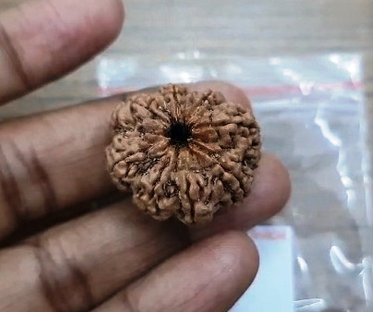 Eight Mukhi Nepali Rudraksha (9000)